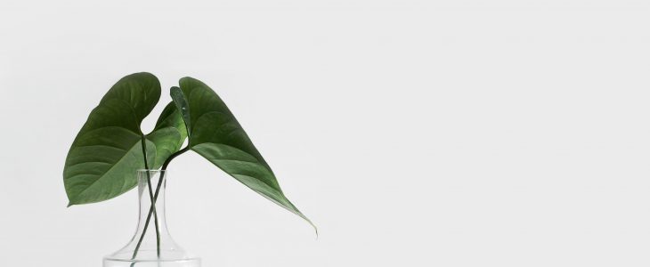 Di adiós al olor a tabaco en casa