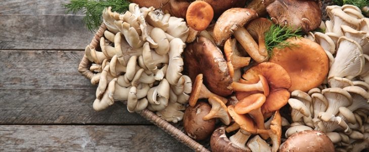 Una combinación de hongos muestra efectos de estimulación inmunológica