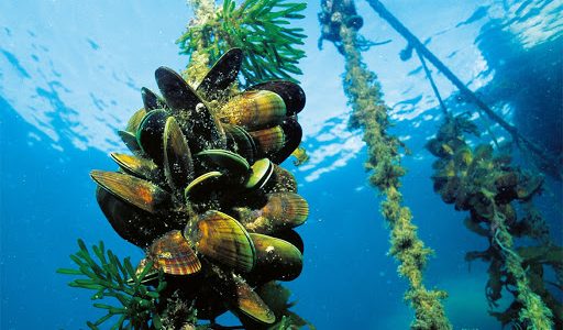 El mejillón verde podría tener impacto en las primeras etapas de la osteoartritis